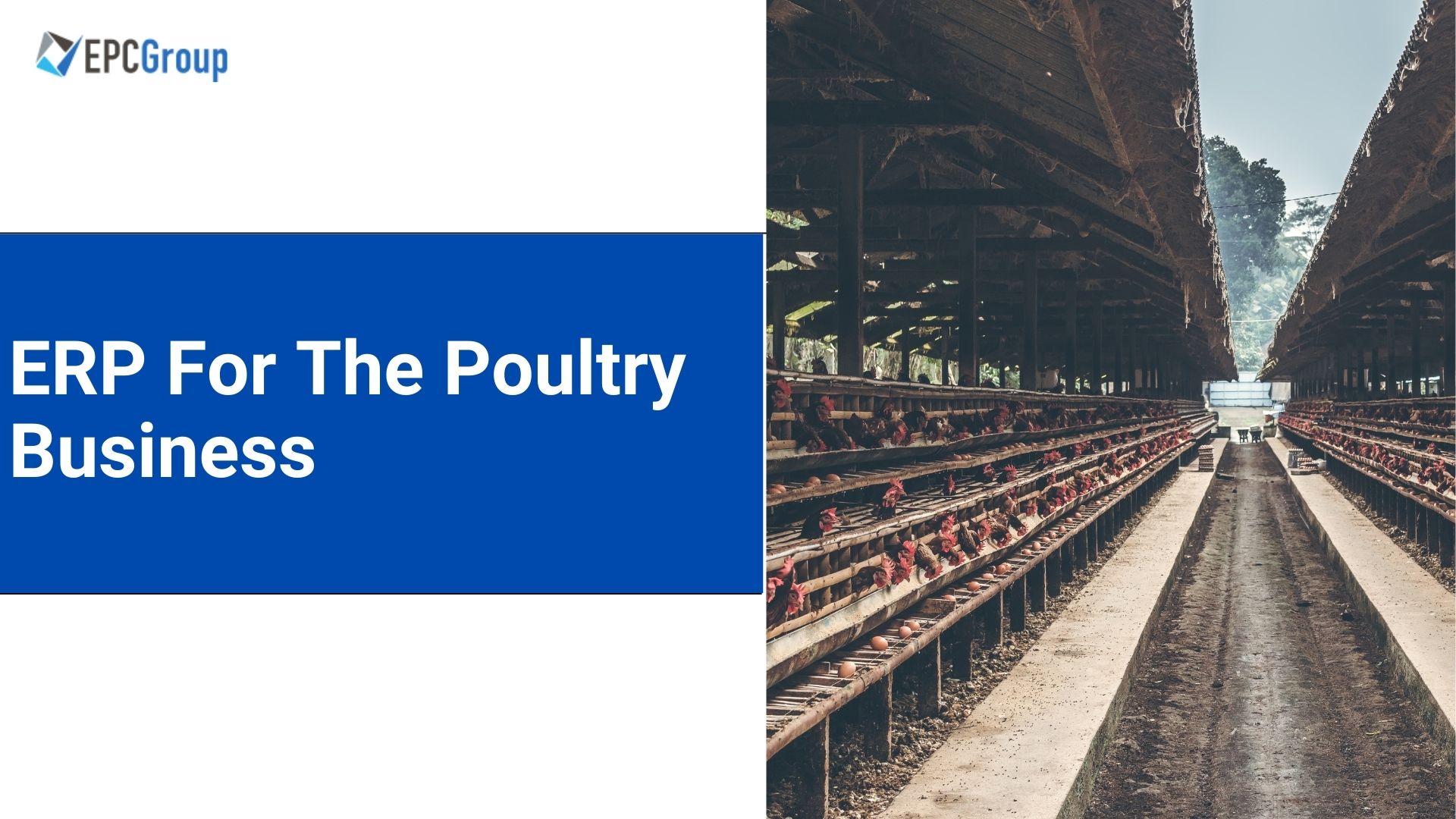 What Is The Best ERP Software For The Poultry Business?